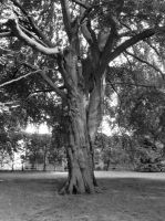 Ulrike_Dillig_04_Eingeschlossen_rechts_25920